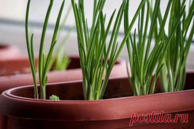 Лук-батун на подоконнике: выращиваем из семян