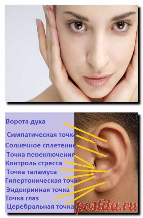 Активные точки для массажа ушных раковин | Виорин
