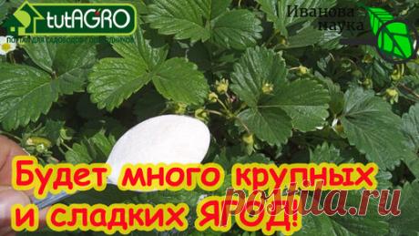 🍓ХОТИТЕ МНОГО КРУПНОЙ И СЛАДКОЙ КЛУБНИКИ? Подкормите ЭТИМ авторским рецептом во время цветения. | Иван Русских | Дзен