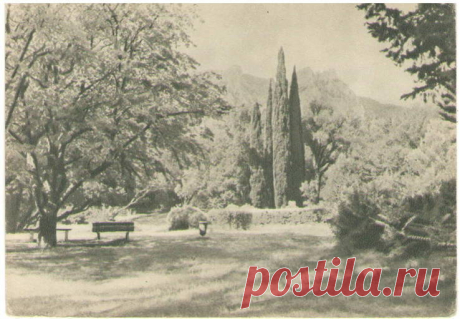 1955, Изогиз, Крым. В Алупкинском парке. Фото В.Орлова - «VIOLITY» Аукцион Антиквариата