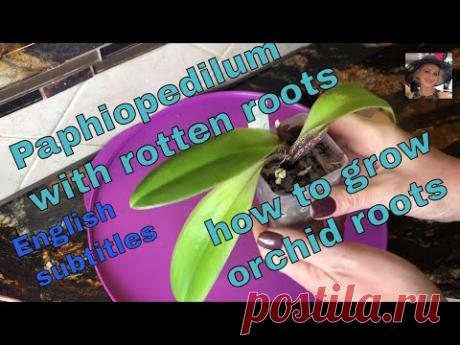Как нарастить корни у башмачка. Пафиопедилум наращивает корни. Легкий способ всего за 3 месяца -))