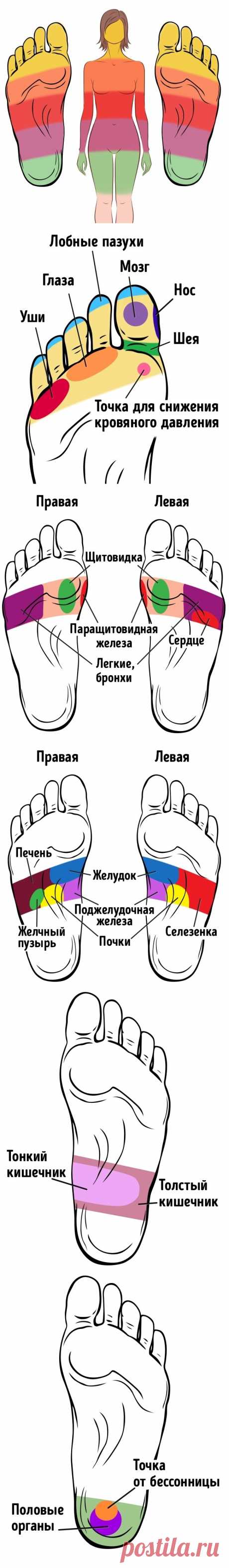 Проекция внутренних органов на стопы