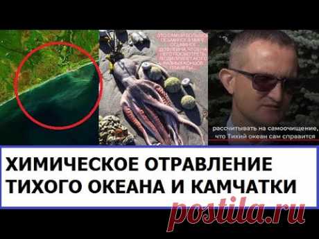 Экологическая катастрофа на Камчатке. Четыре версии произошедшего : Общество Newsland – комментарии, дискуссии и обсуждения новости.