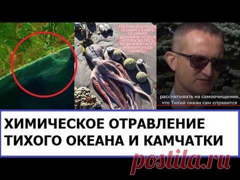 Экологическая катастрофа на Камчатке. Четыре версии произошедшего : Общество Newsland – комментарии, дискуссии и обсуждения новости.