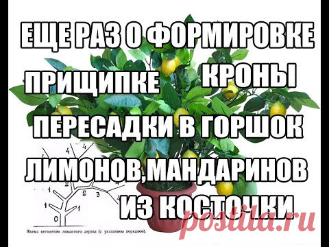 Еще о формировке,пересадке лимона, мандарина,полив,уход за ростками лимона,мандарина из косточки - YouTube