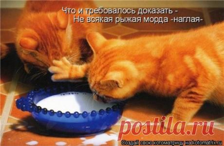 Отличная котоматрица на Юморине (35 фото)