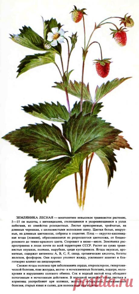 Земляника лесная