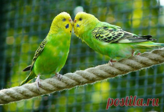 Новогодний "подарок": американец сдал сотни попугаев в приют для животных