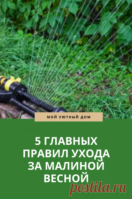 Главные правила ухода за малиной весной