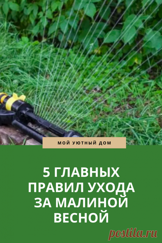 Главные правила ухода за малиной весной