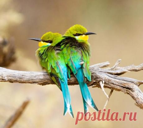 Ласточкохвостые щурки