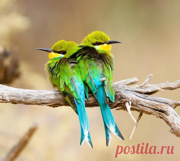 Ласточкохвостые щурки