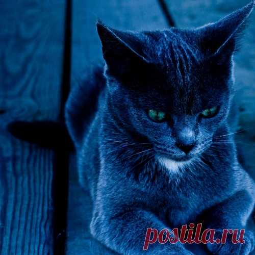 Пост невероятной кошачьей красоты)
