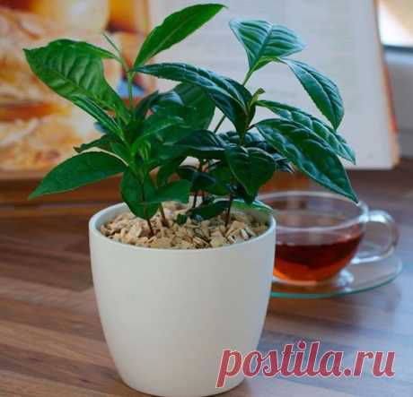 Подбор комнатных растений, которые можно вырастить из семян