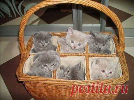 Корзина счастья