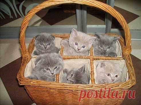 Корзина счастья