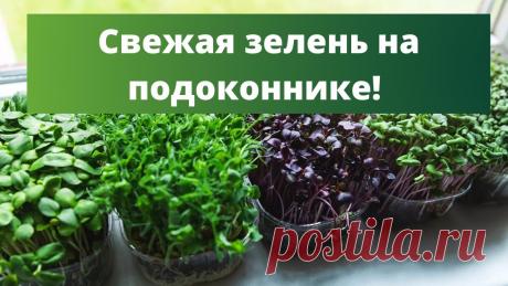 ОГОРОД НА ПОДОКОННИКЕ: от зелени до помидорок | Посадка зелени дома