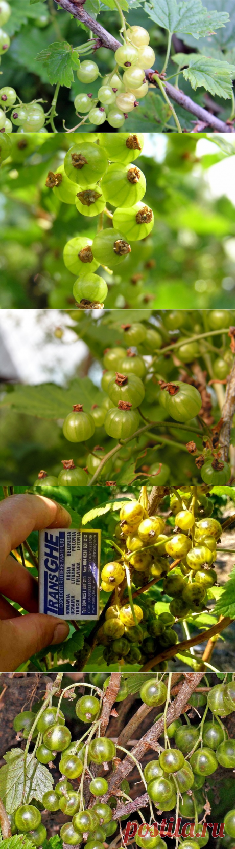Зеленоплодная смородина: экзотические сорта - Мы на даче.