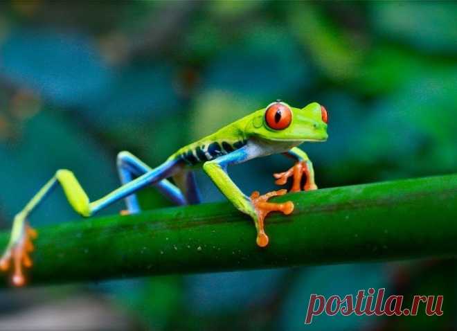 Красноглазая квакша - мультяшная лягушка - Путешествуем вместе