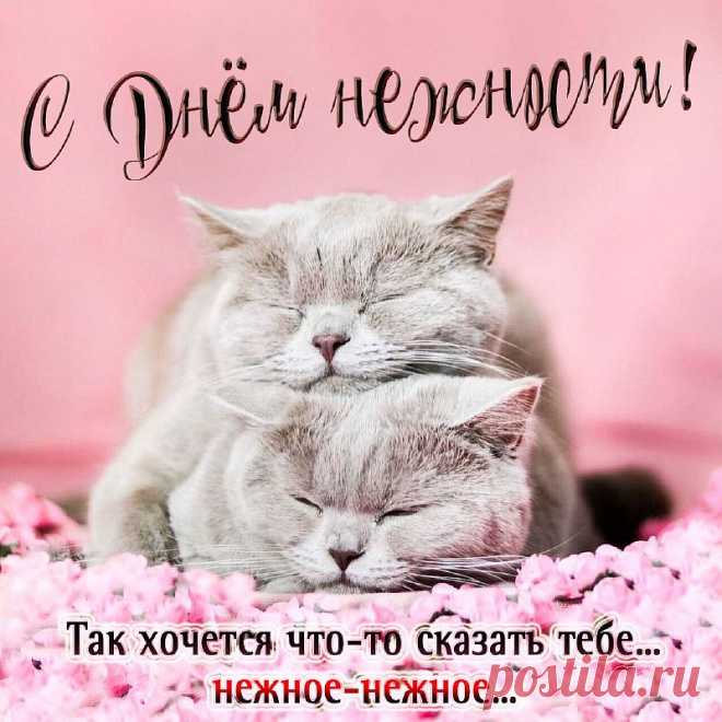 Нежности день наступил и это прекрасно,
Без нежных чувств ведь жить опасно,
Можно совсем очерстветь, охладеть,
И на жизнь серым взглядом глядеть.