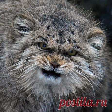 Манул — самая экспрессивная кошка в мире