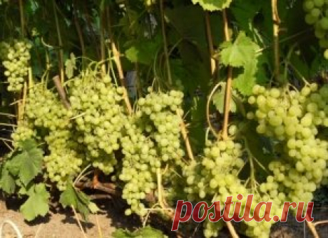 Сорт винограда «Алёшенькин»