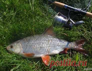 Как наловить килограммовой плотвы летом