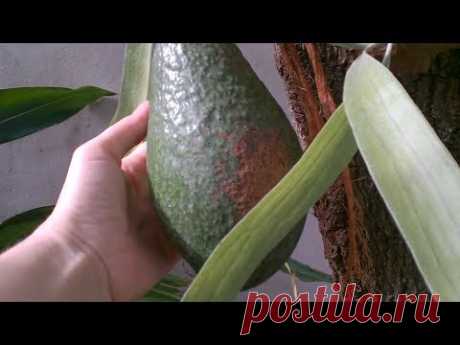 Авокадо из косточки. Как получить плоды? Вопросы и ответы. Доминикана. #авокадоизкосточки #авокадо