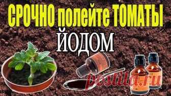 ЙОД - СУПЕР СРЕДСТВО ДЛЯ РАССАДЫ ТОМАТОВ!