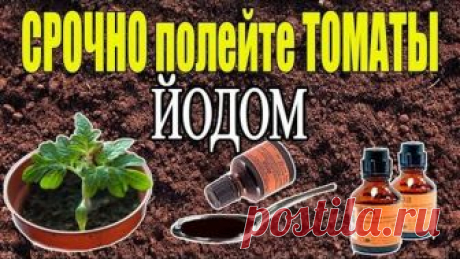 ЙОД - СУПЕР СРЕДСТВО ДЛЯ РАССАДЫ ТОМАТОВ!