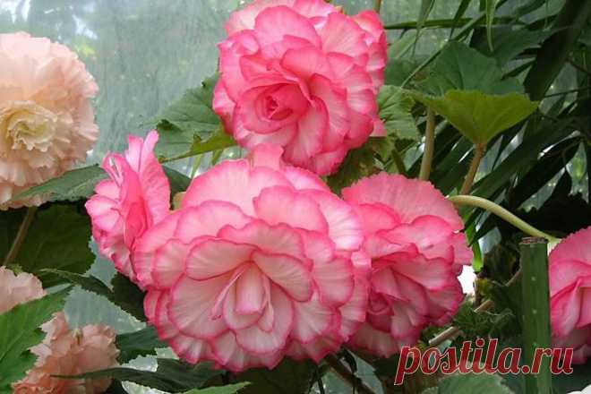 Какие цветочные многолетники сажают только весной? // KP.RU