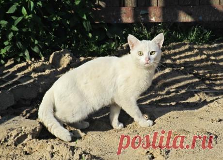 кошка
