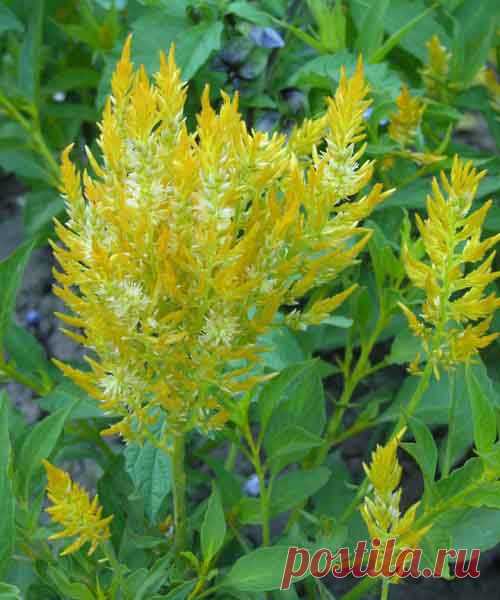 целозия фото цветов: 3 тыс изображений найдено в Яндекс.Картинках