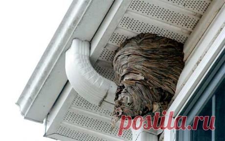 Как избавиться от ос и уничтожить их гнездо на садовом участке