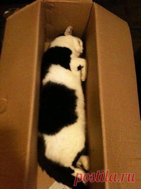 Смешные котики заснувшие в неожиданных местах