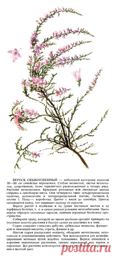 Вереск обыкновенный