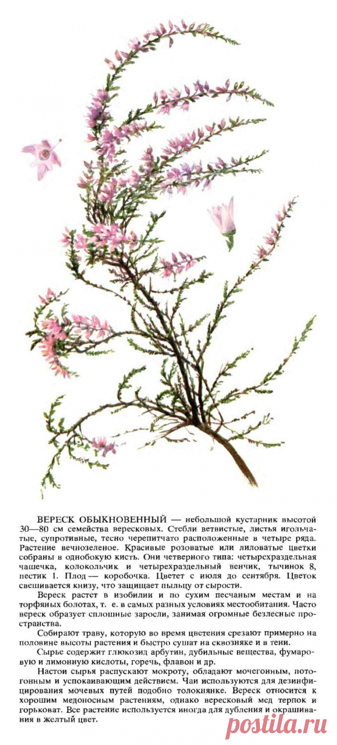 Вереск обыкновенный