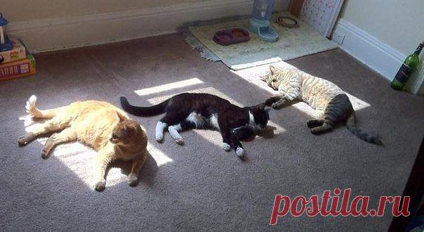 Пусть у каждого кота будет свой кусочек солнца...