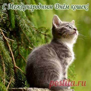 Всемирный день кошек сегодня, вот так!
Пусть громко мурлычут и дарят покой,
Всегда пусть находят дорогу домой.
Приносят нам кошки тепло и уют,
Пускай же они в каждом доме живут!