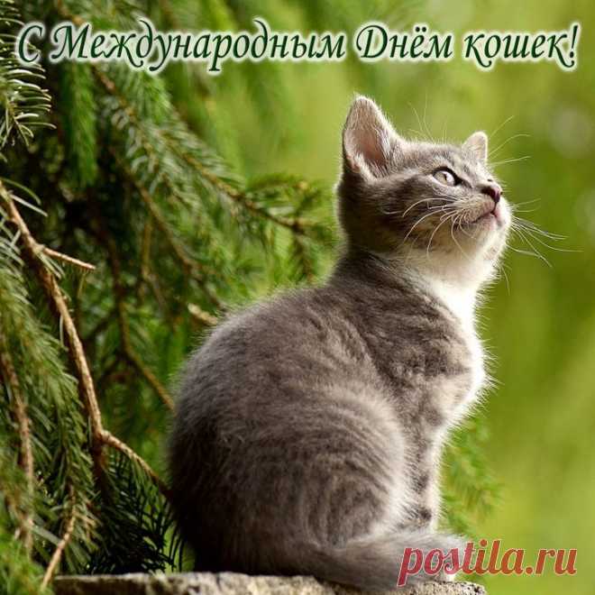 Всемирный день кошек сегодня, вот так!
Пусть громко мурлычут и дарят покой,
Всегда пусть находят дорогу домой.
Приносят нам кошки тепло и уют,
Пускай же они в каждом доме живут!