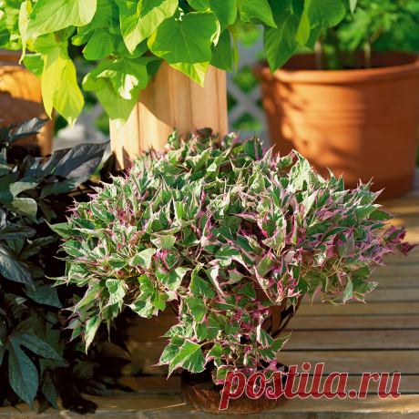 Ипомея батат variegata- Это растение можно приобрести за достаточно свободную сумму. А затем, сохраняя маточные клубни в домашних условиях, а точнее при условиях хранения картофеля, её в последующем легко размножать. Главное осенью, следует успеть ее выкопать до заморозков. Холодов она боится, клубни подмерзают и потом могут не дать всхожесть.