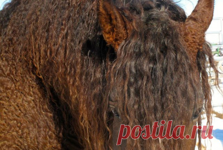 лошади(американский кудрявый башкир)