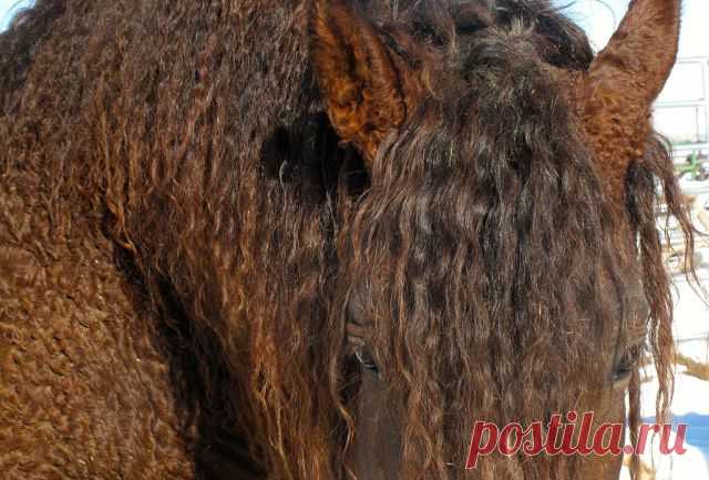 лошади(американский кудрявый башкир)