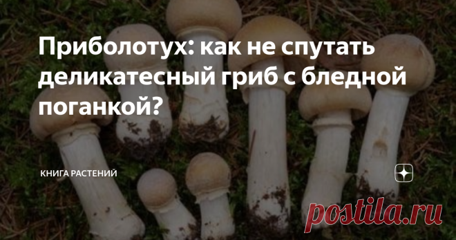 Приболотух: как не спутать деликатесный гриб с бледной поганкой? Если вы грибник со стажем, то наверняка слышали что-нибудь о кольчатом колпаке, который ещё называют приболотухом. Гриб этот не только съедобен, но ещё и невероятно вкусен! Многие говорят, что на вкус он напоминает куриное филе, благодаря чему многие ласково называют его “курочкой”. Вот только есть одна проблема: уж очень он похож на самый известный ядовитый гриб - неоднократно случалось, что вместо куриного ...