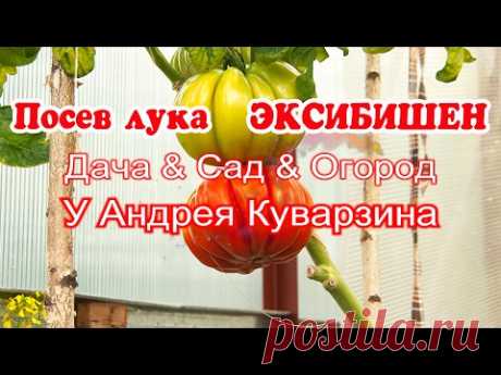 Плейлист САД ОГОРОД https://www.youtube.com/watch?v=f2z0suTY4WE&list=PL0KBq0o-dKf8yFzxx5iSdC2xIhQG_w4yp Посев лука Эксибишен с кипятком. Посев семян в кипяток.