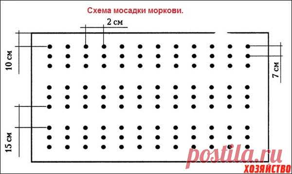 Как увеличить всхожесть семян моркови