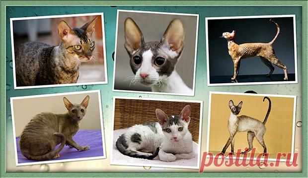 Корниш-Рекс - чудесное кудрявое создание >>>