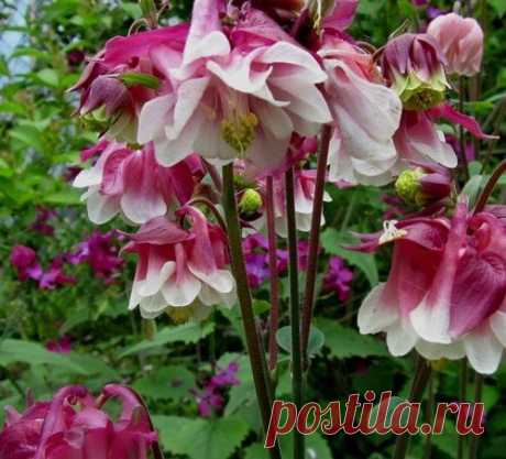 10 плюсов выращивания аквилегии (водосбор):