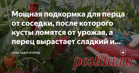 Мощная подкормка для перца от соседки, после которого кусты ломятся от урожая, а перец вырастает сладкий и мясистый Каждый второй огородник желает о том, чтобы его урожай был обильный и здоровый и я в их числе. За несколько лет испробовала множество различных подкормок, которые покупала в магазинах и делала всё как сказано на упаковке. Но когда дело доходило до урожая, смотрю у меня какие-то худенькие перчики, а у соседки прям мощные богатыри. После я решила узнать у неё, ...
