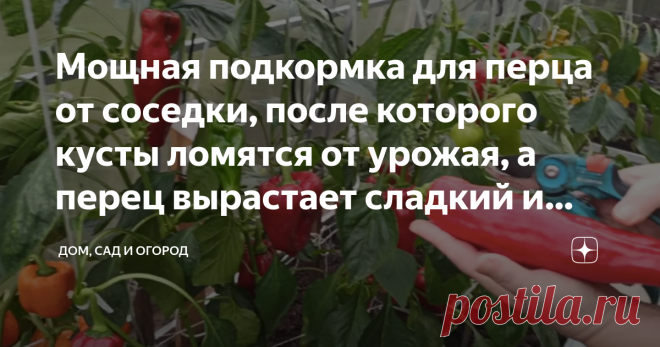 Мощная подкормка для перца от соседки, после которого кусты ломятся от урожая, а перец вырастает сладкий и мясистый Каждый второй огородник желает о том, чтобы его урожай был обильный и здоровый и я в их числе. За несколько лет испробовала множество различных подкормок, которые покупала в магазинах и делала всё как сказано на упаковке. Но когда дело доходило до урожая, смотрю у меня какие-то худенькие перчики, а у соседки прям мощные богатыри. После я решила узнать у неё, ...